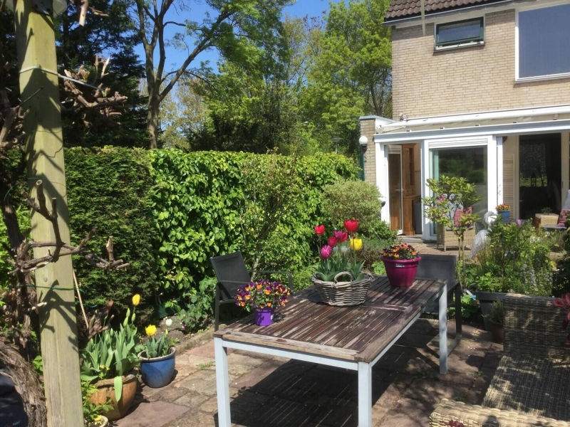  airbnb stays to see tulip bloom in the Netherlands 