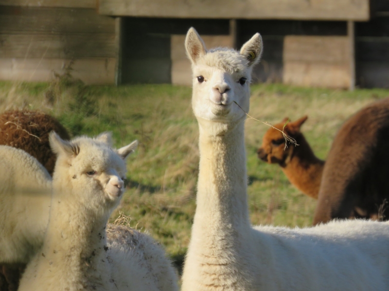 Starline Alpacas Farm Resort Farmstay in Hunter Valley