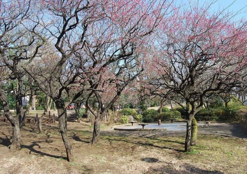 saigoyama park