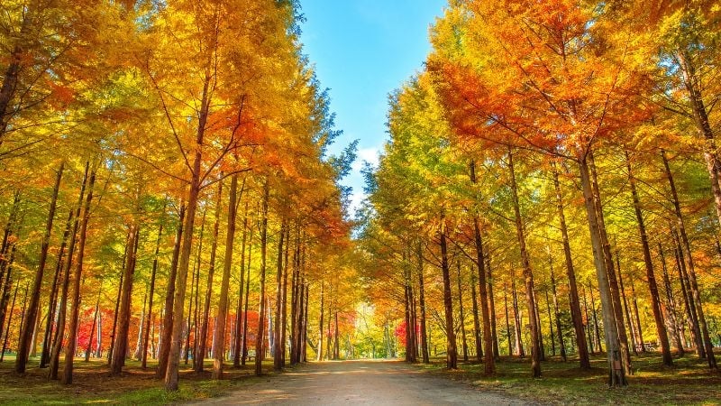 autumn ginko trees in Nami Island