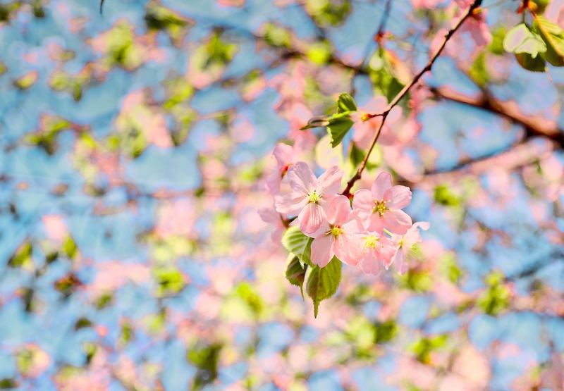 japan cherry blossom 2021