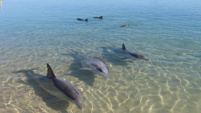 dolphin interaction