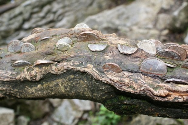 coin trees