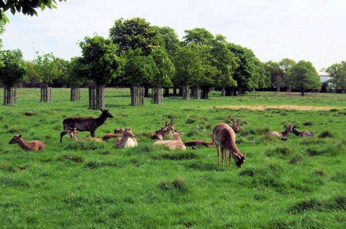 Bushy Park London