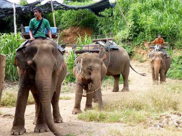 Chơi gì ở Thái Lan: Đi trekking trên lưng voi