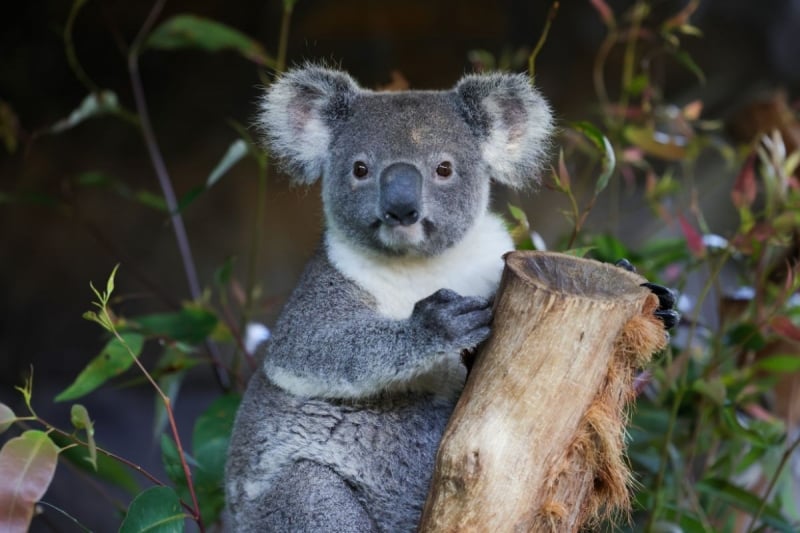 billabong zoo australia