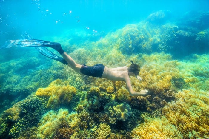 snorkelling gbr