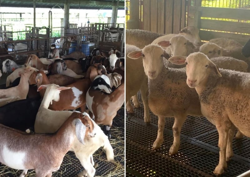 Tarlac Tourist Spots: JSJ Goat Farm