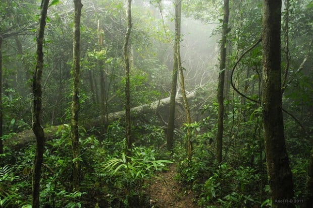 Bokor National Park 