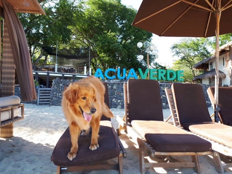 dog friendly holidays near beach