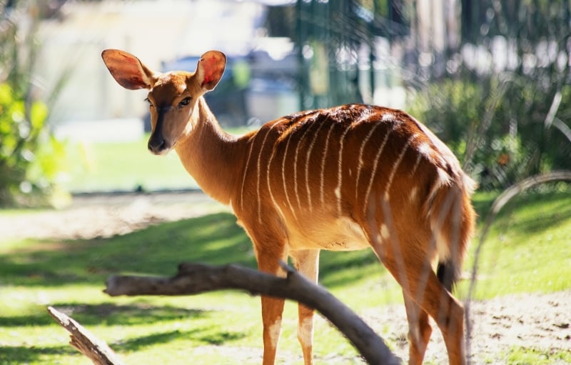 A nyala in Schönbrunn Zoo