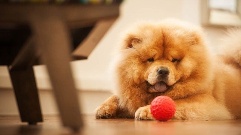Dog photoshoot