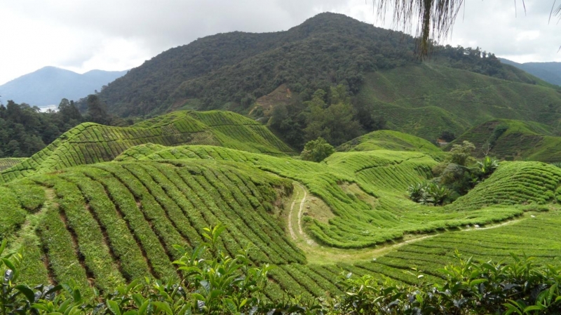 Chơi gì ở Cameron Highland