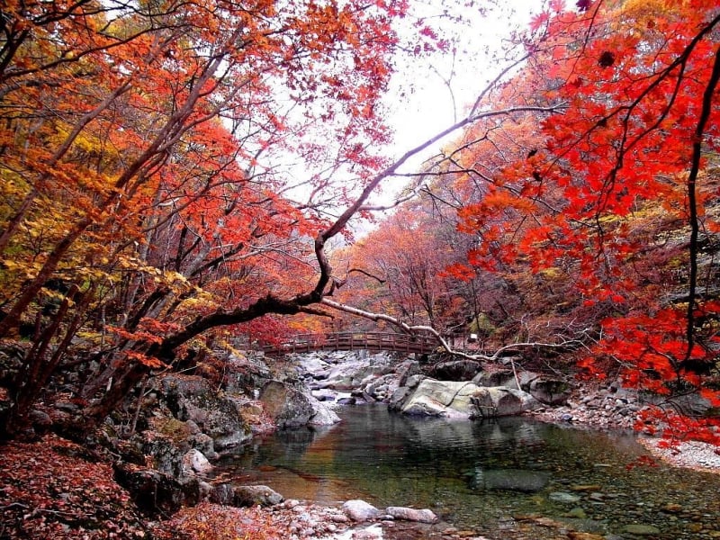 autumn jirisan national park nature parks south korea
