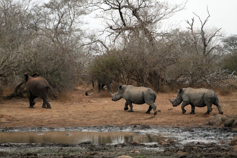 Kruger National Park Africa