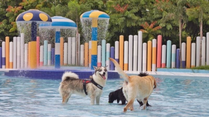 Wag & Wild Waterpark in Singapore