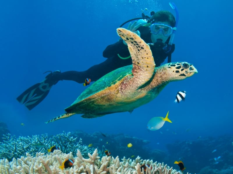 the great barrier reef