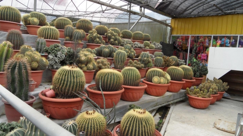 cactus centre in cameron highlands