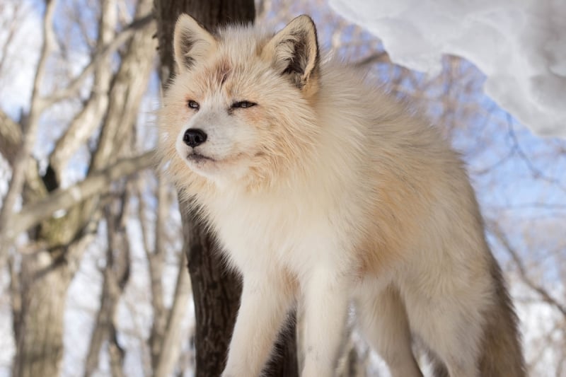 tohoku fox village