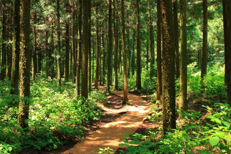 Seogwipo Healing Forest in Jeju Island