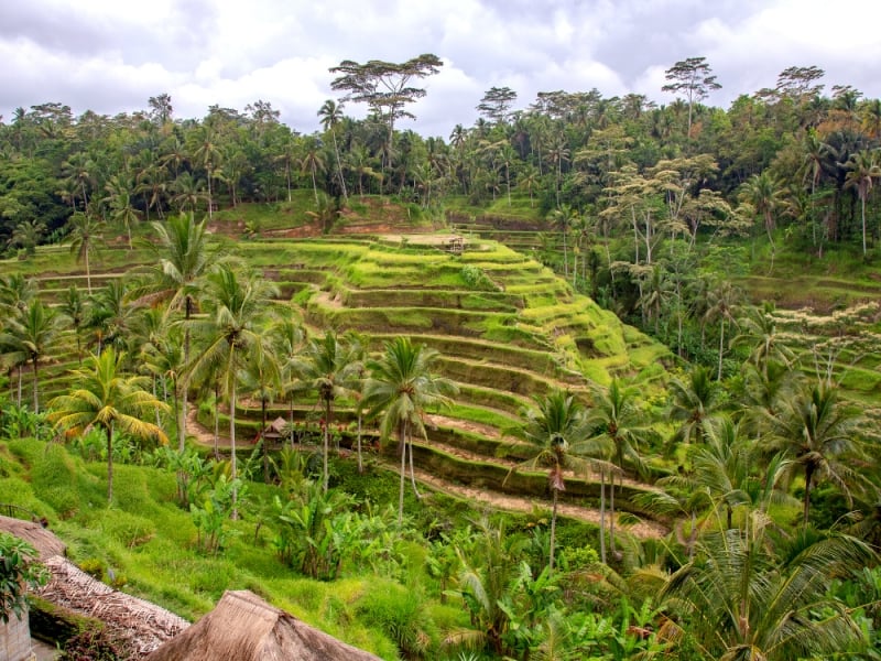 places to visit in bali tegalalang rice terrace