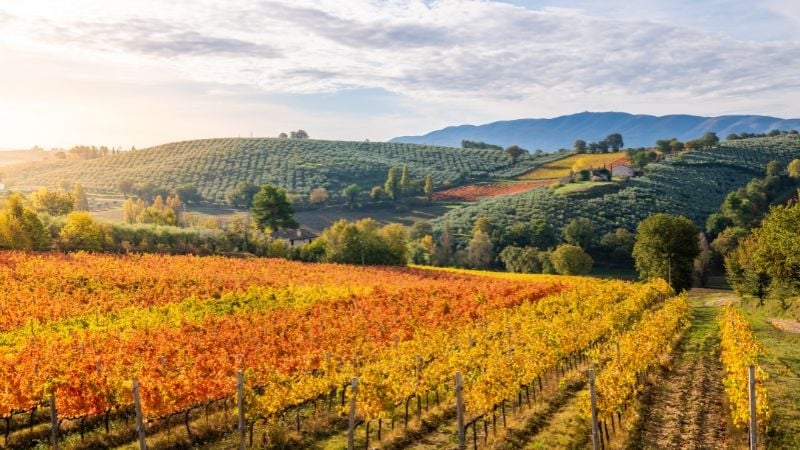 golden vineyards in Italy in autumn