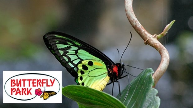 1-FOR-1 Admission to Butterfly Park & Insect Kingdom with NTUC Card