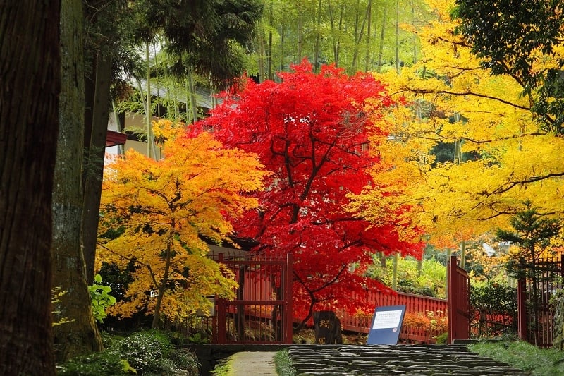 Tohoku autumn spot: Zuihoden Mausoleum, Sendai City