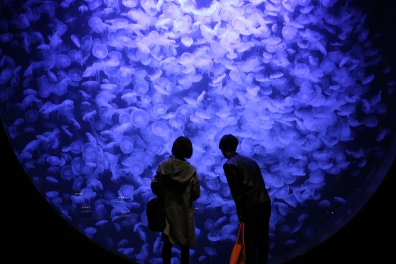 tohoku jellyfish aquarium