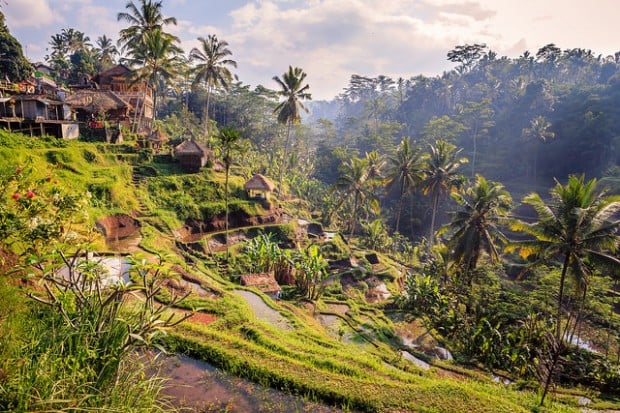 Ubud Ricefield Walk