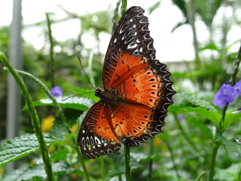 Butterfly Farm in Cameron Highlands
