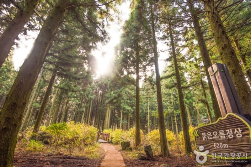 saryeoni forest path jeju