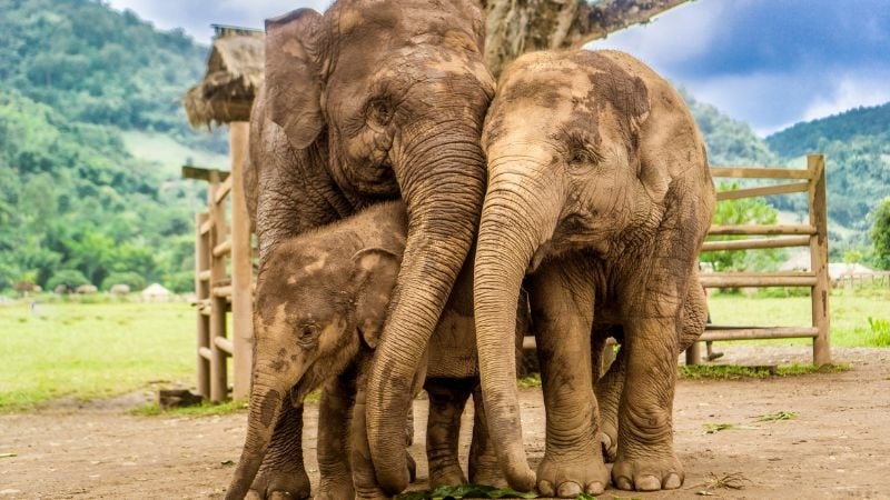 elephants