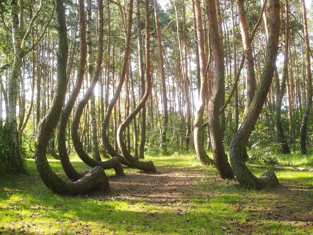 crooked forest