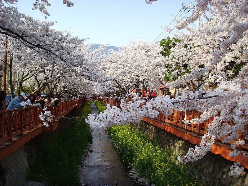 korea cherry blossoms