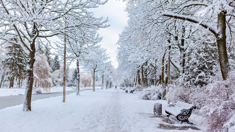 snow forest
