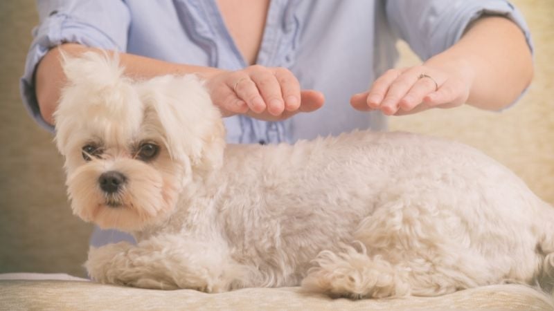 Dog undergoing Reiki therapy