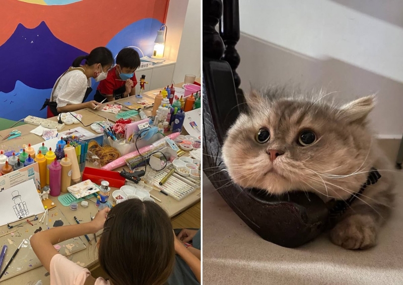 cat cafes singapore