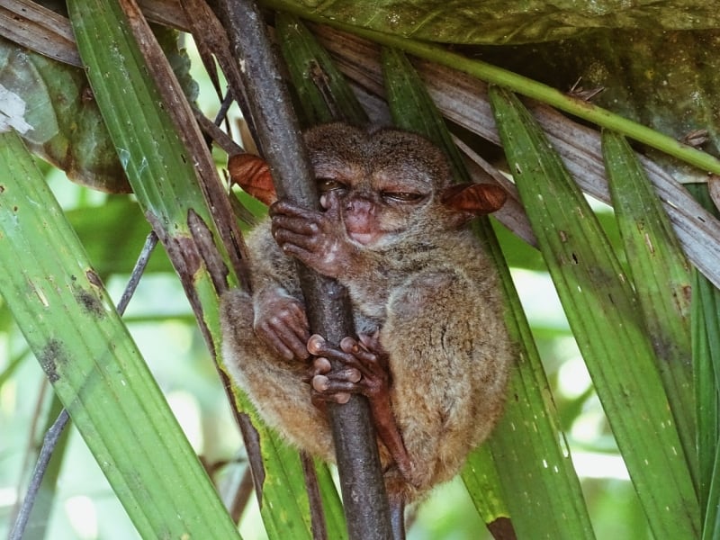 tarsier