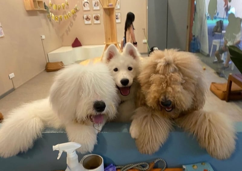 dog cafes singapore