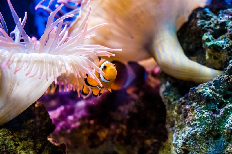Đi Khắp Thế Giới - Đi tìm nemo ở Great Barrier Reef