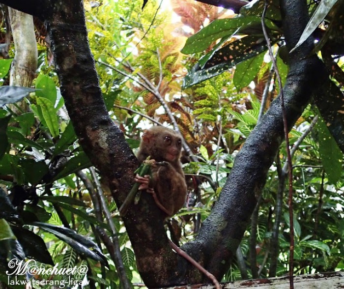 Tarsiers at Sagbayan Peak