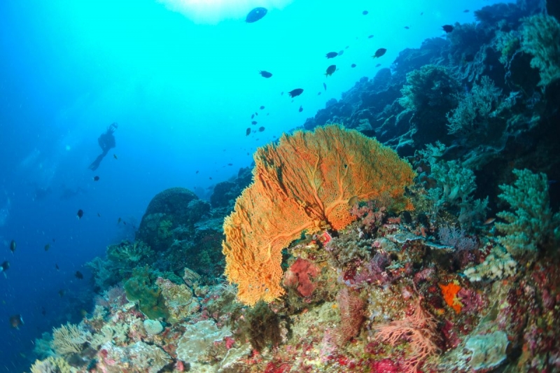 Tubbataha Reef scuba diving Philippines