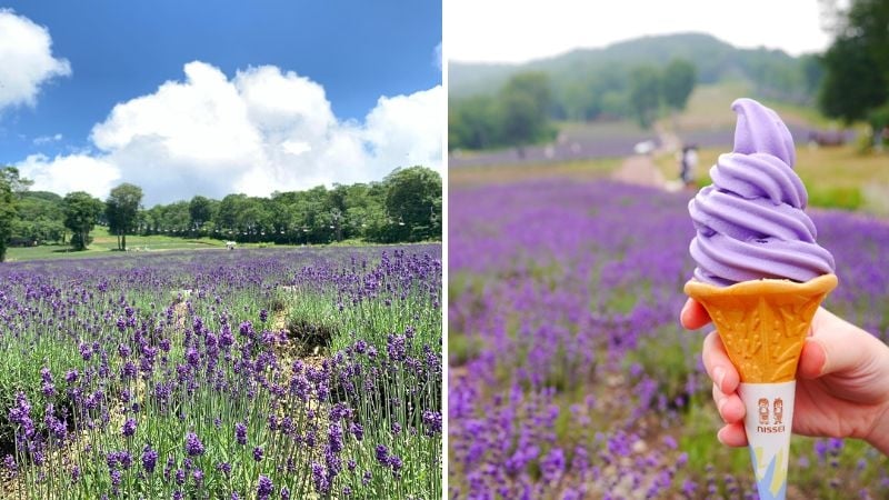 lavender fields japan