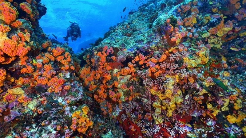 colourful underwater coral reefs