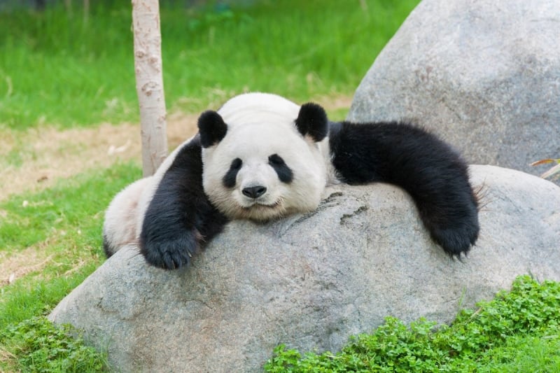 panda china