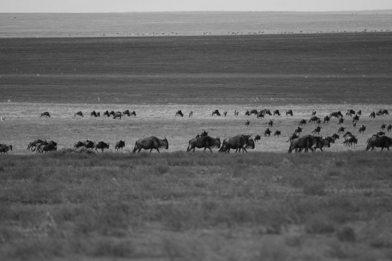 Đi Khắp Thế Giới - Xem cảnh di cư của muông thú ở Serengeti