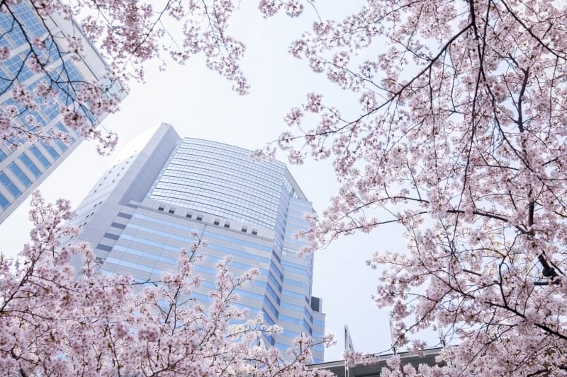 东京樱花季 