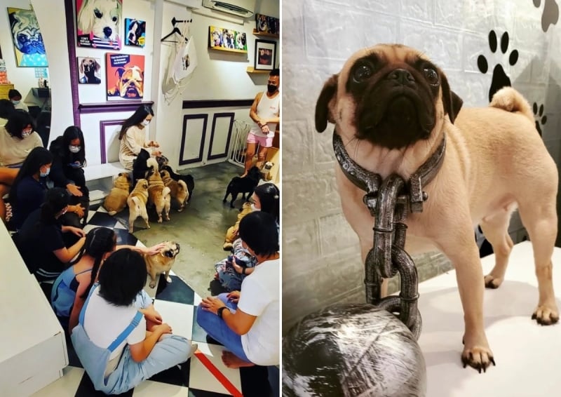 pet cafe in singapore