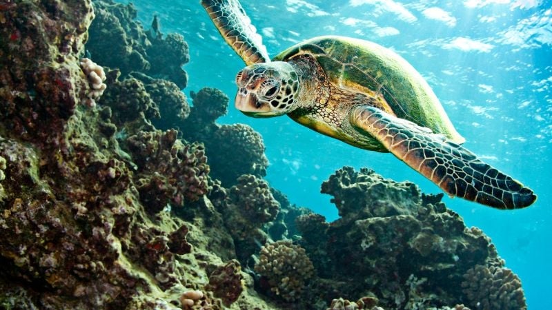 sea turtle